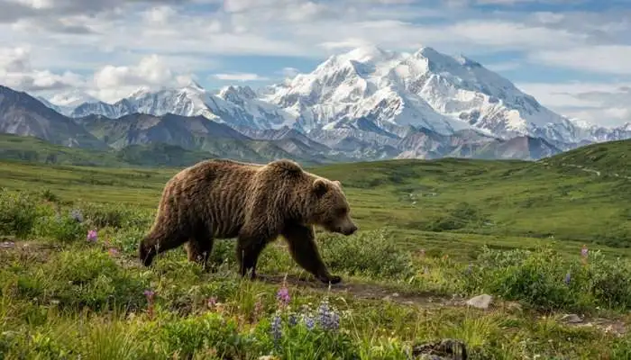 Grizzly bear walking through a lush green valley with Denali's snowy peak in the background.